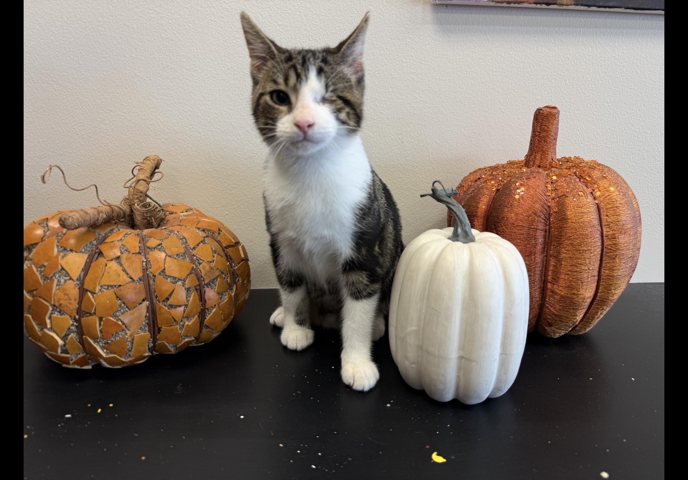Enlarge Kix, a Adoptable Domestic Short Hair in North Canton, OH image 2/2