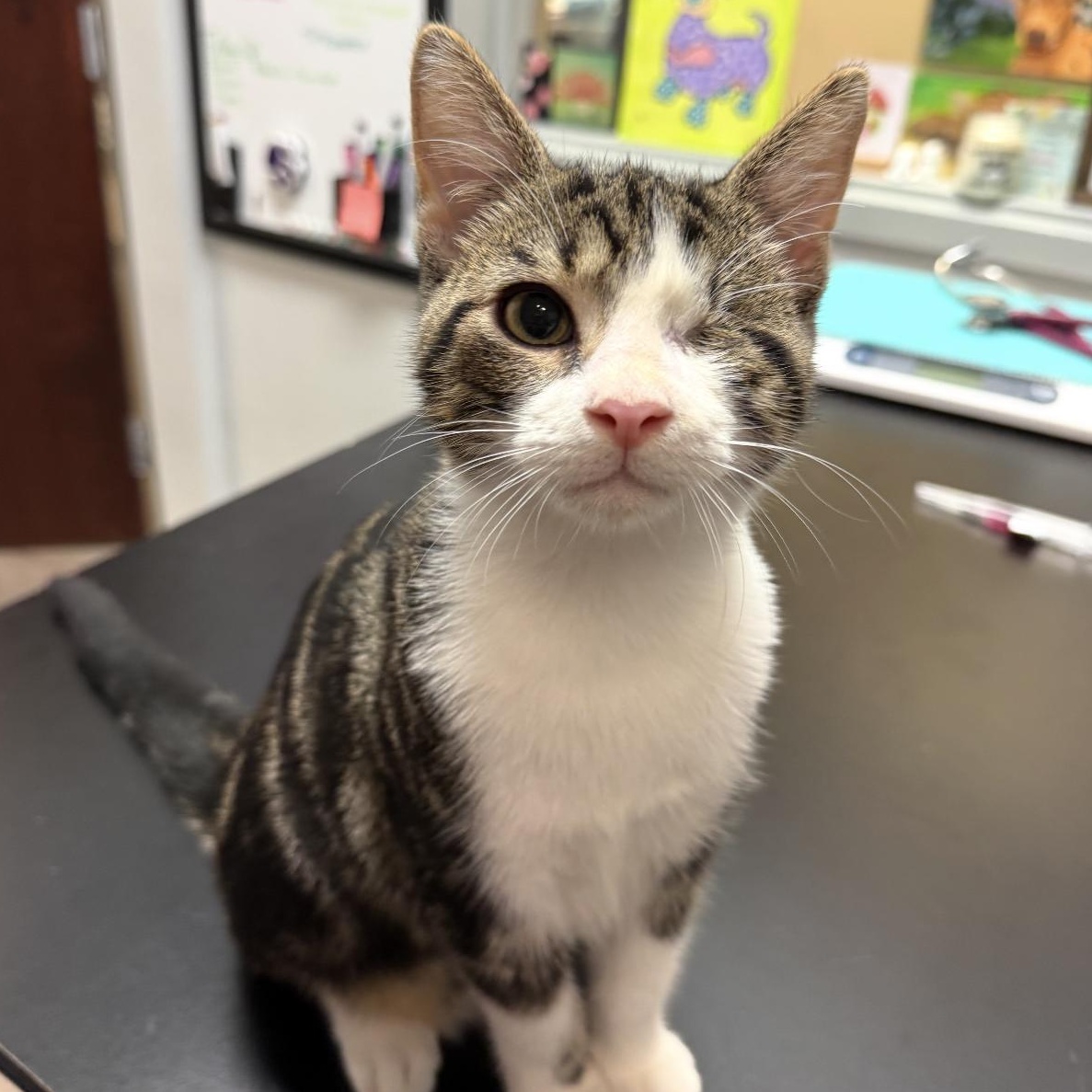 Kix, Adoptable, Young Male Domestic Short Hair.