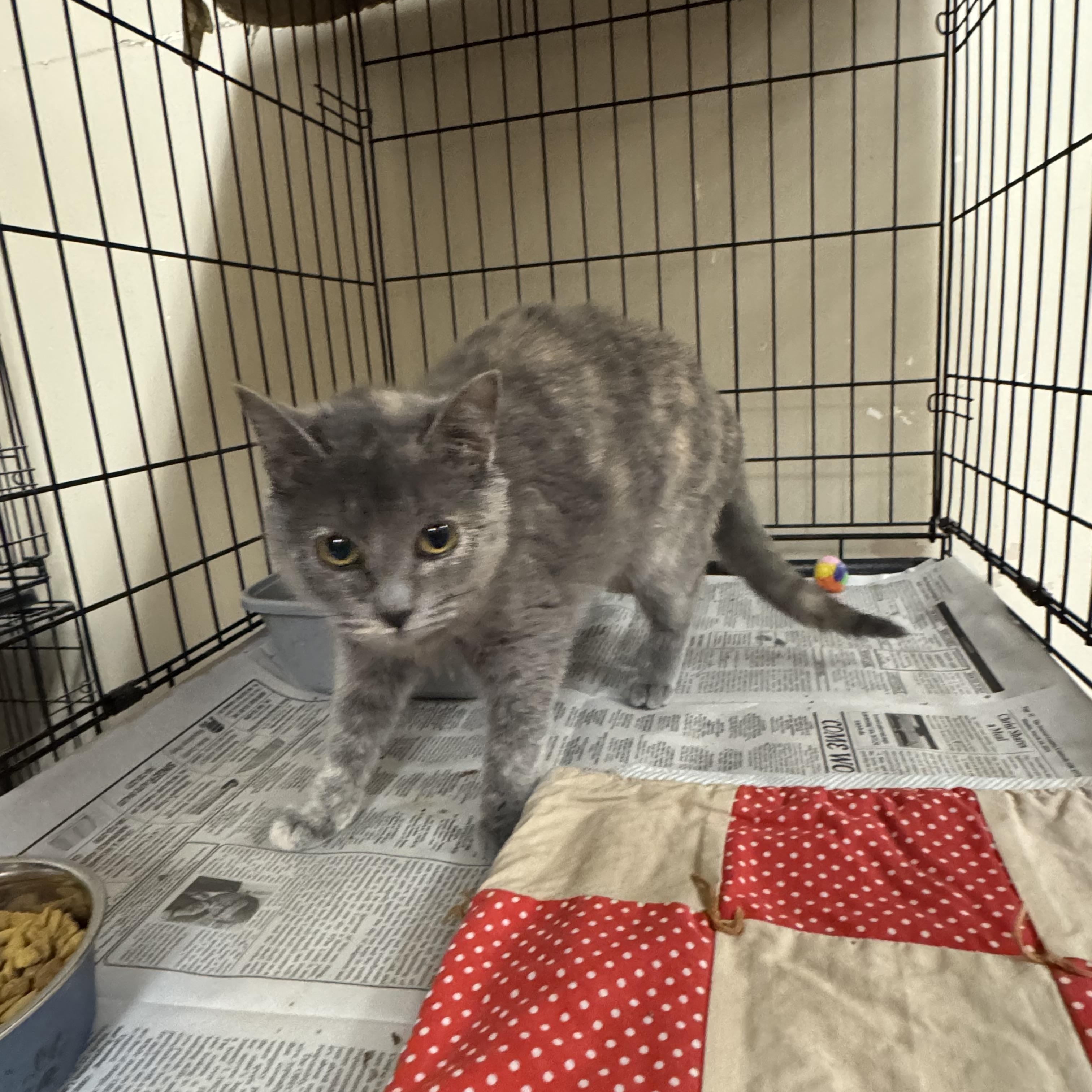 Icelyn, Young Female Domestic Short Hair