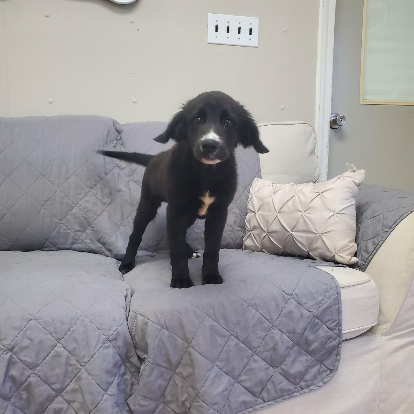 Tasha, a ADOPTABLE mixed breed in Farmington, MO image 2/3