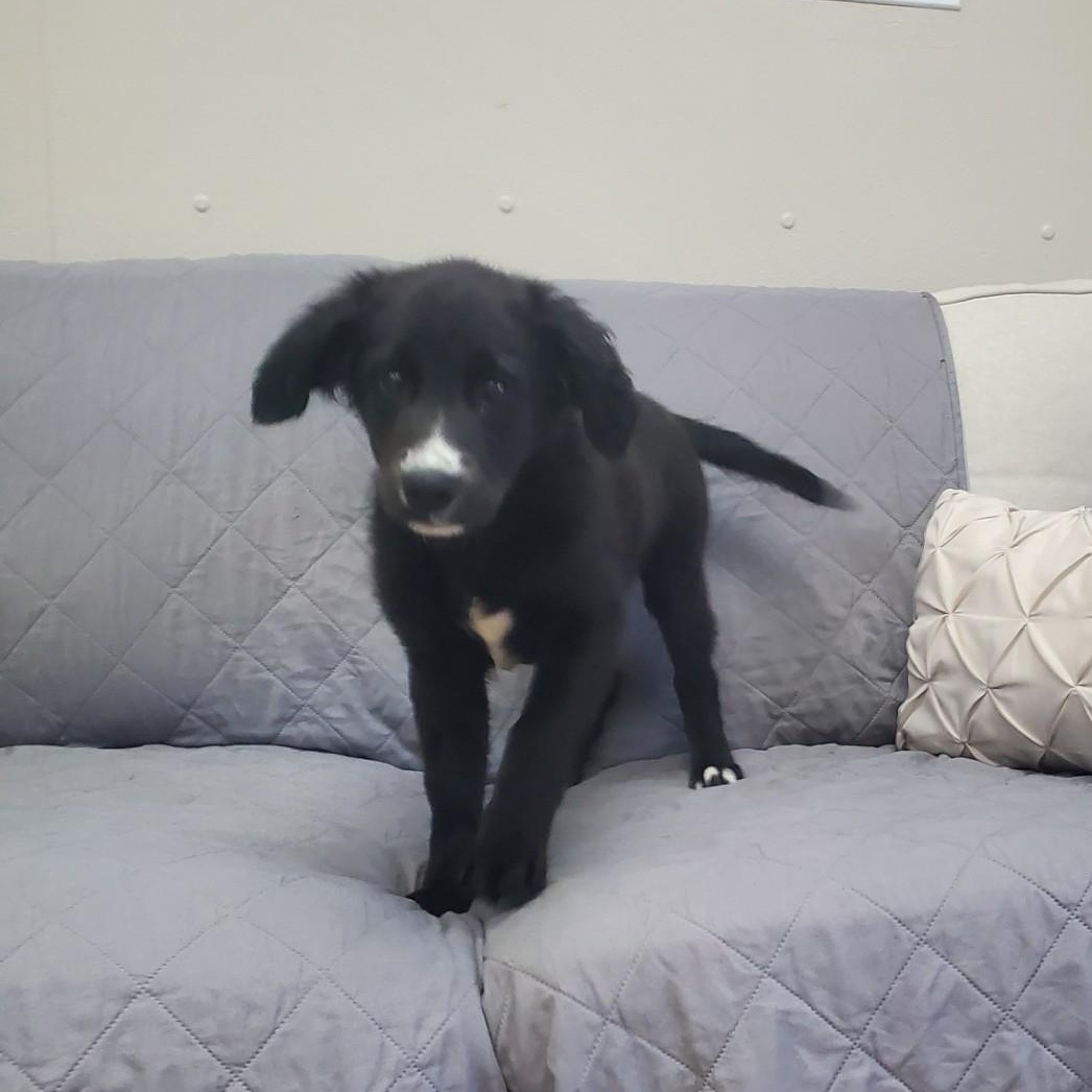 Tasha, a ADOPTABLE mixed breed in Farmington, MO image 3/3