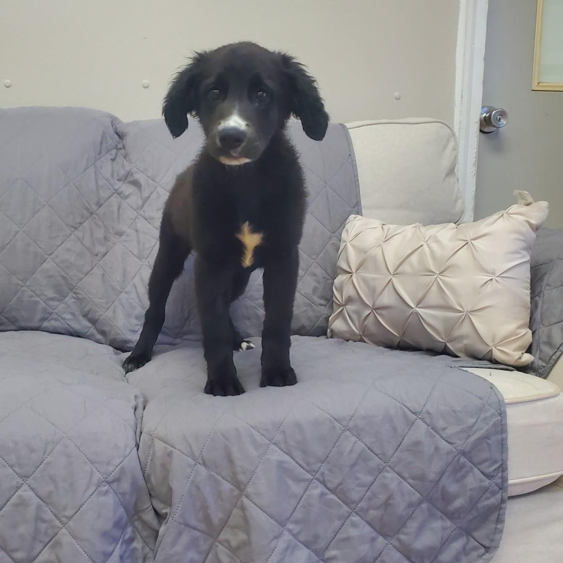 Tasha, a ADOPTABLE mixed breed in Farmington, MO image 1/3