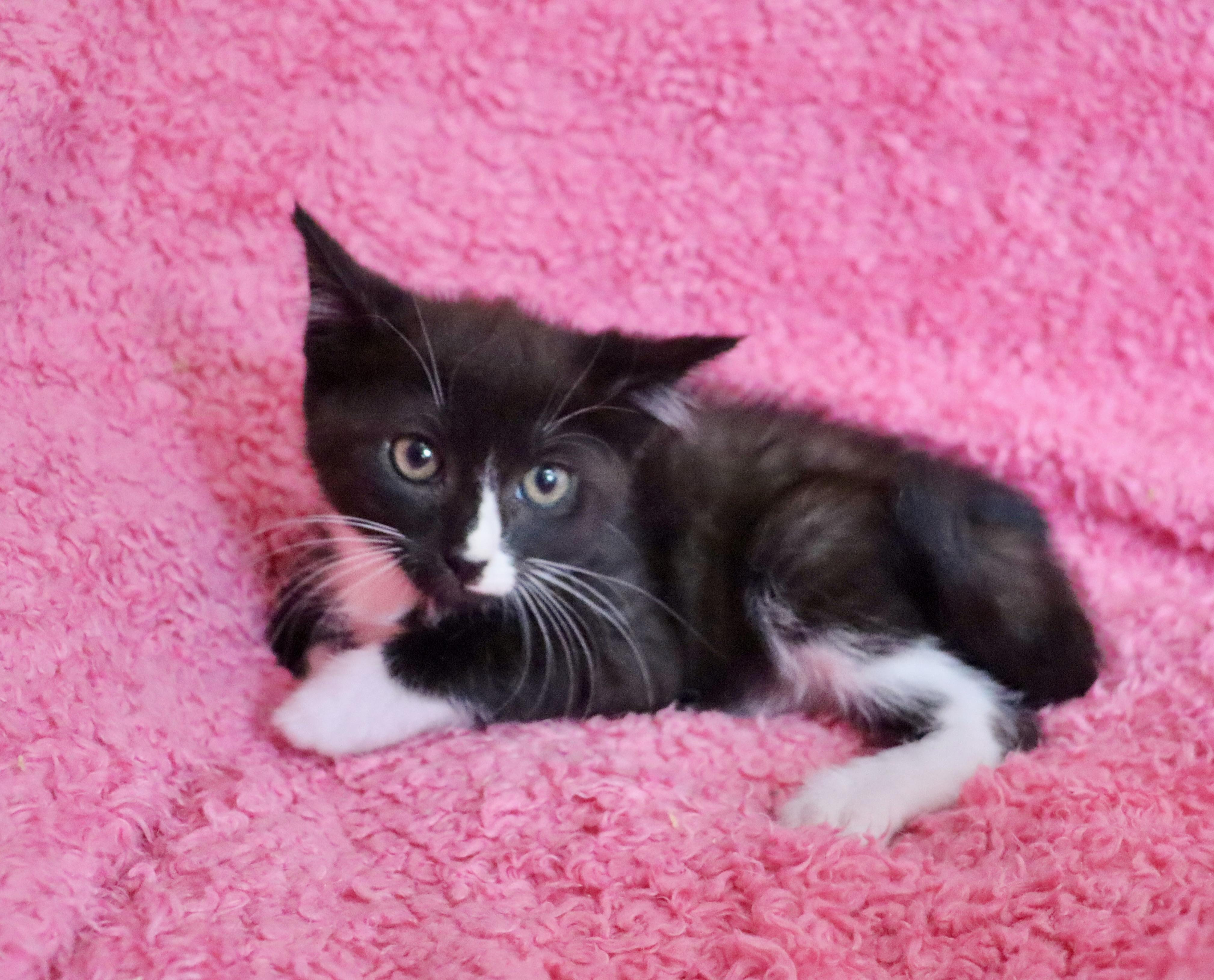 Pip photo 5