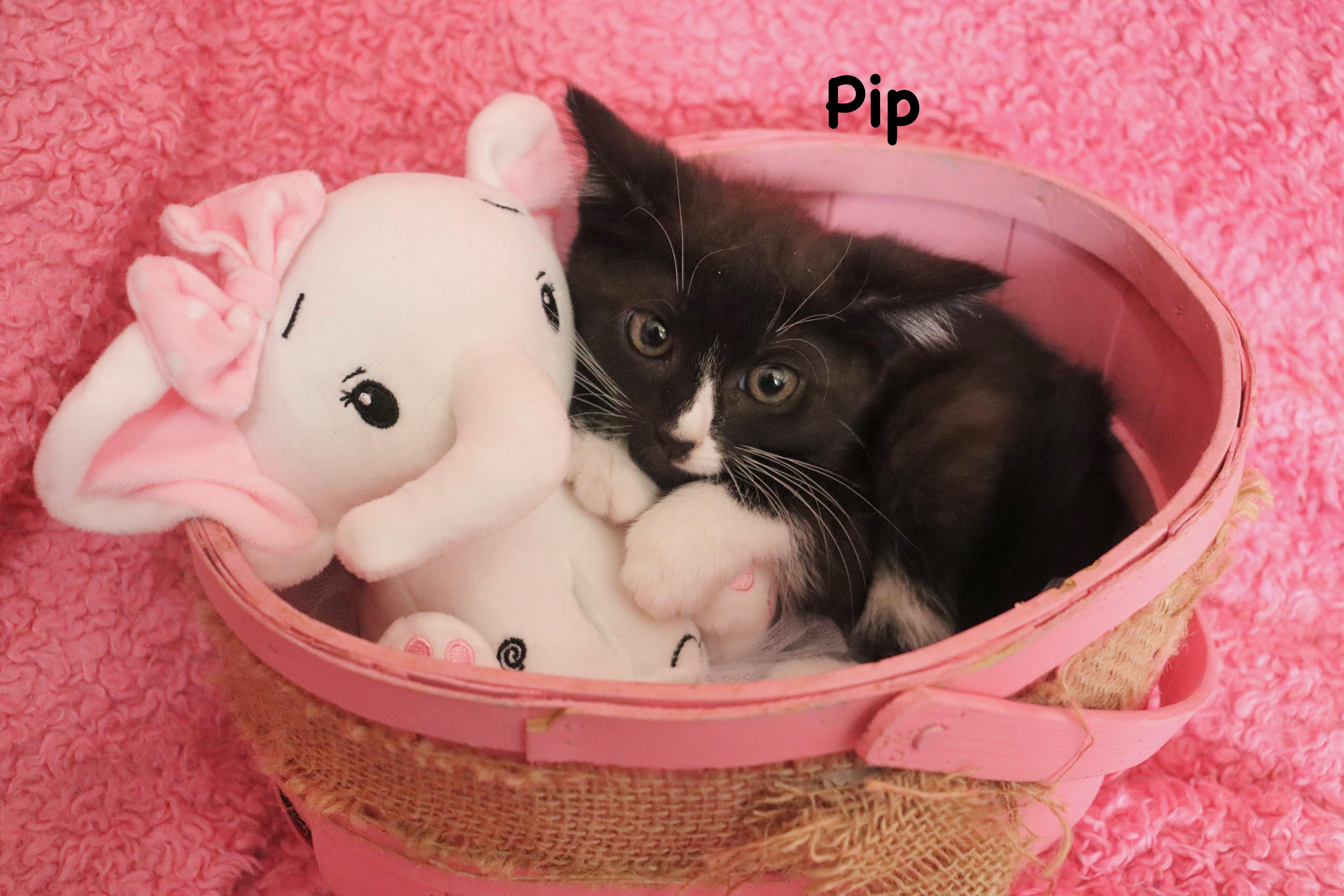 Pip photo 4