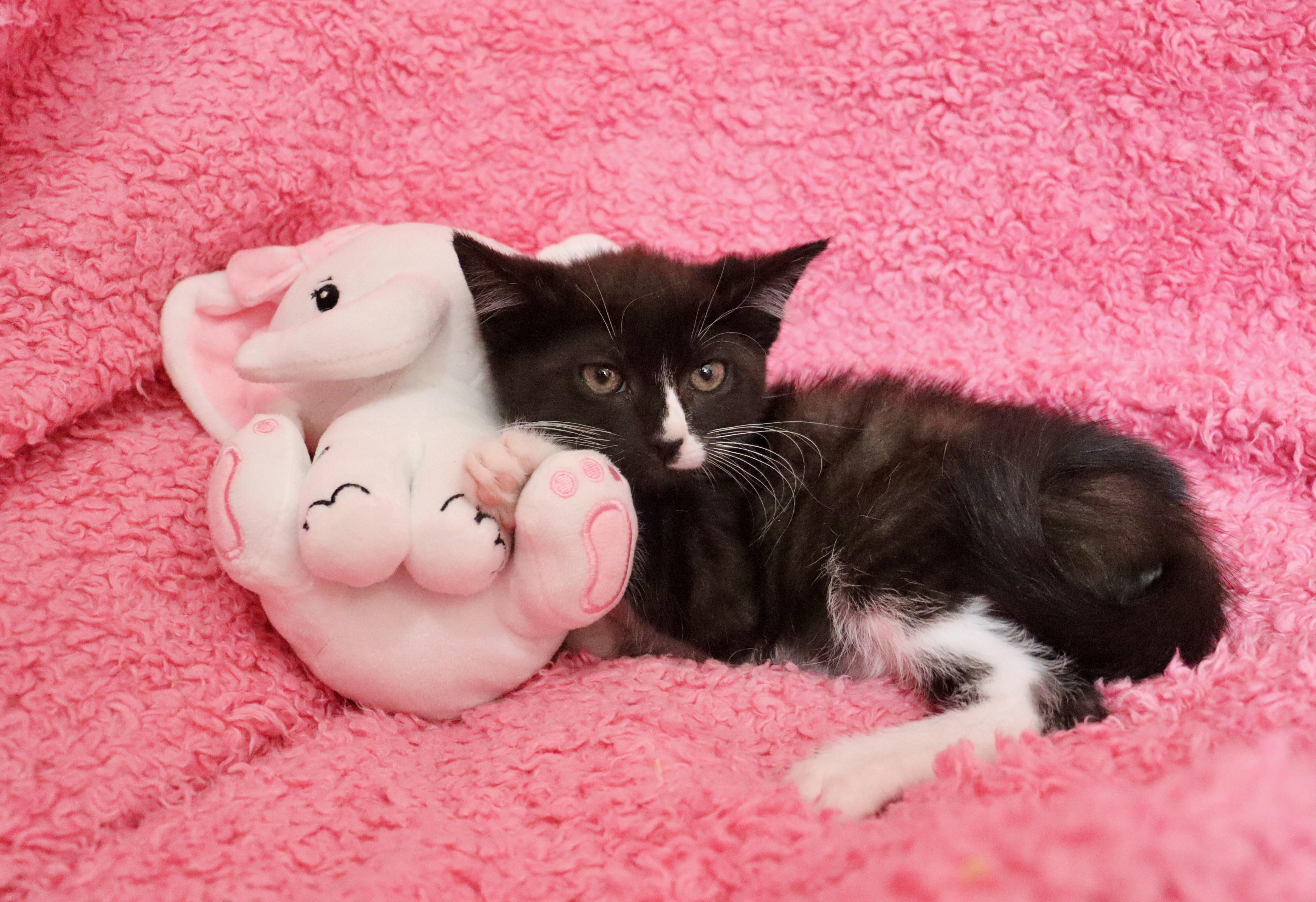 Pip, Baby Female Tuxedo