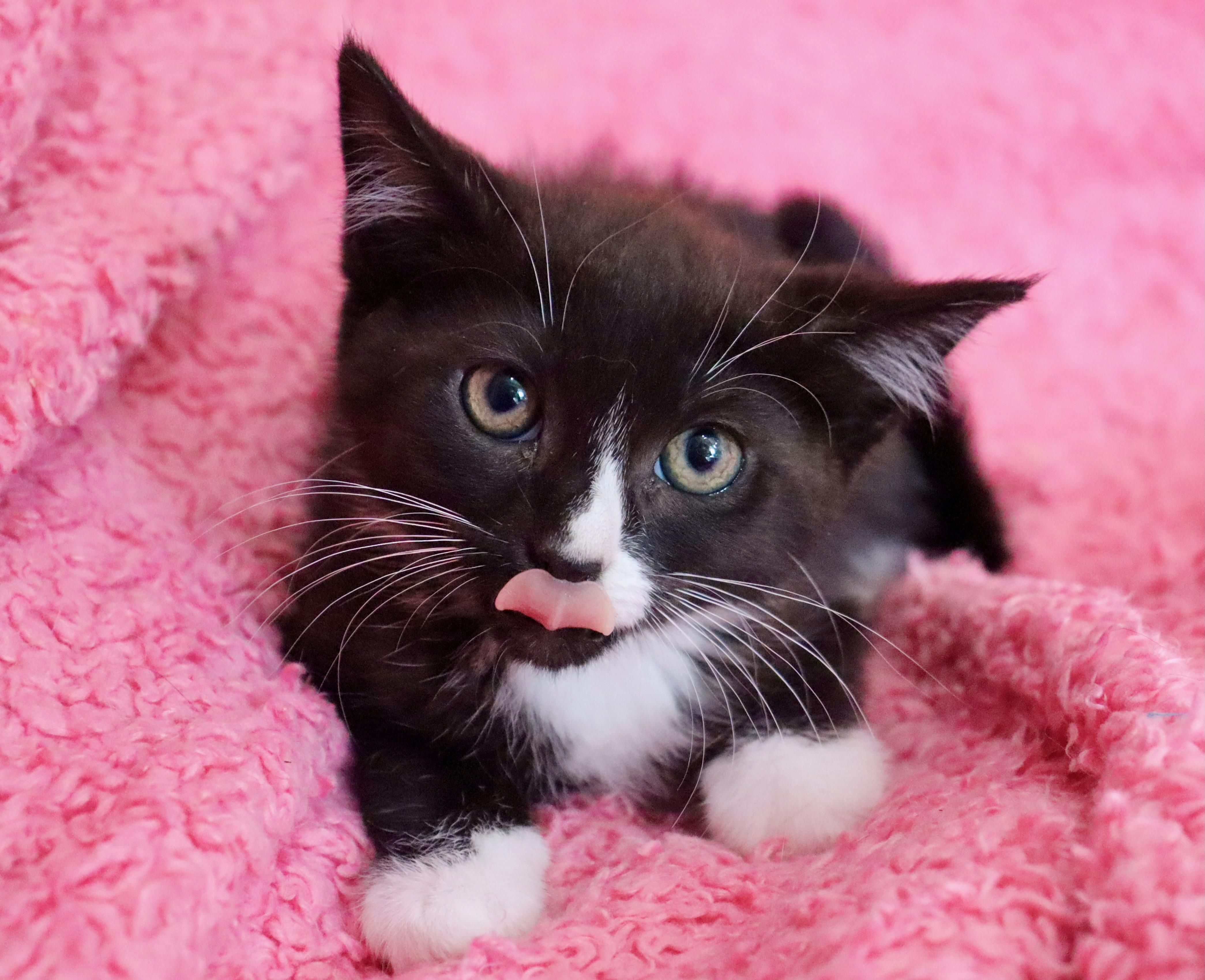 Enlarge Pip, a Adoptable mixed breed in Saint Augustine, FL image 4/6