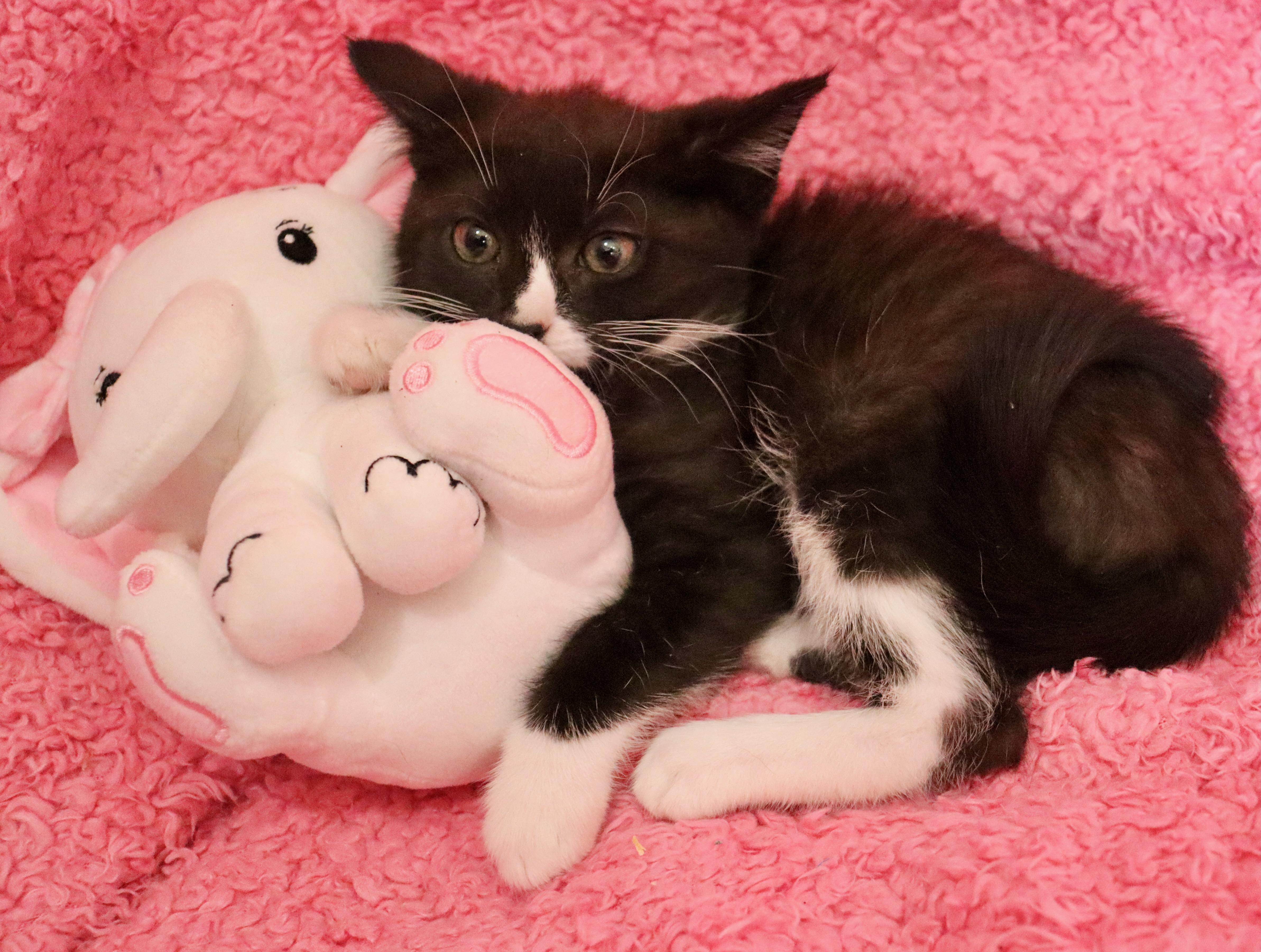 Enlarge Pip, a Adoptable mixed breed in Saint Augustine, FL image 5/6