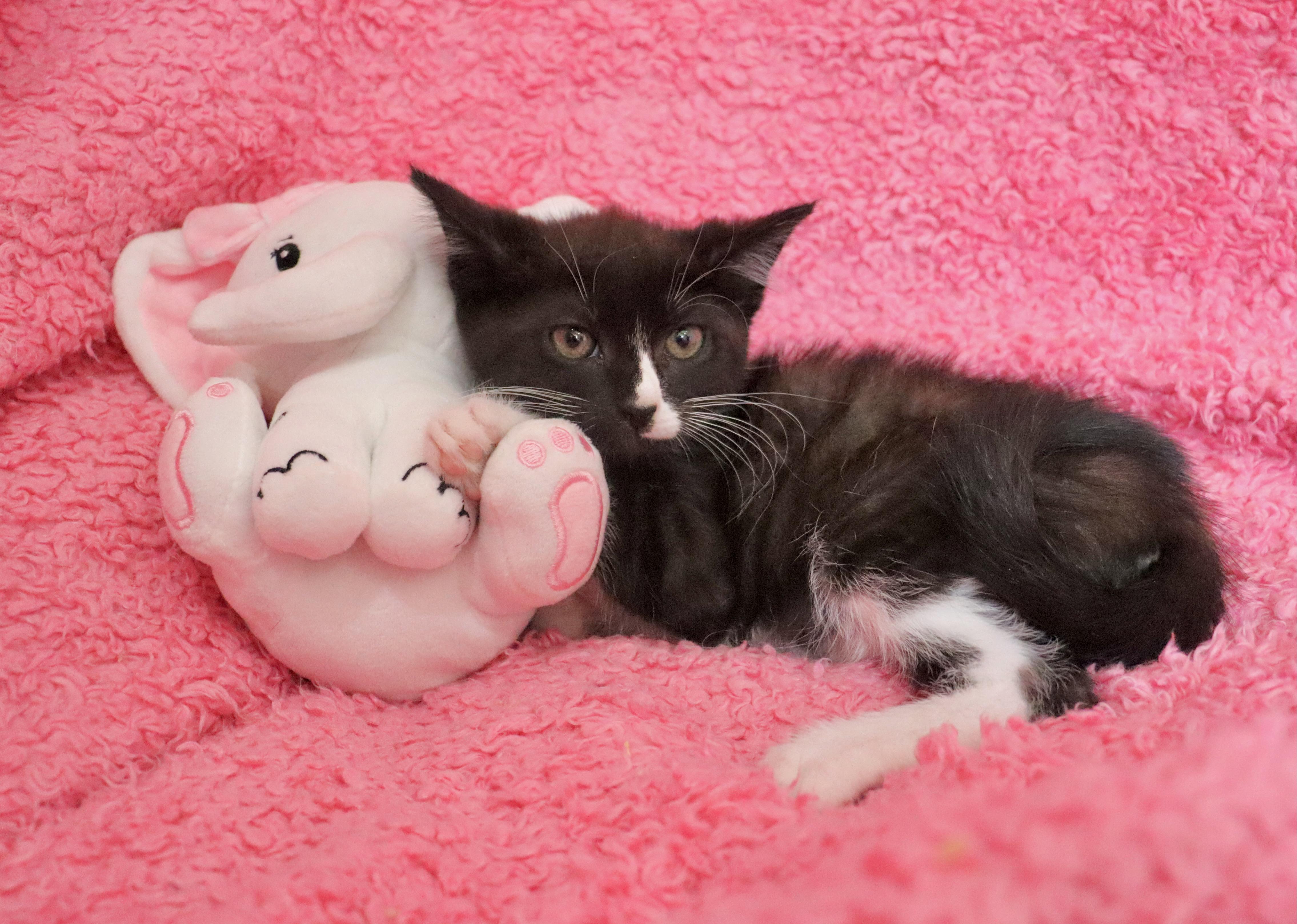 Enlarge Pip, a Adoptable mixed breed in Saint Augustine, FL image 6/6