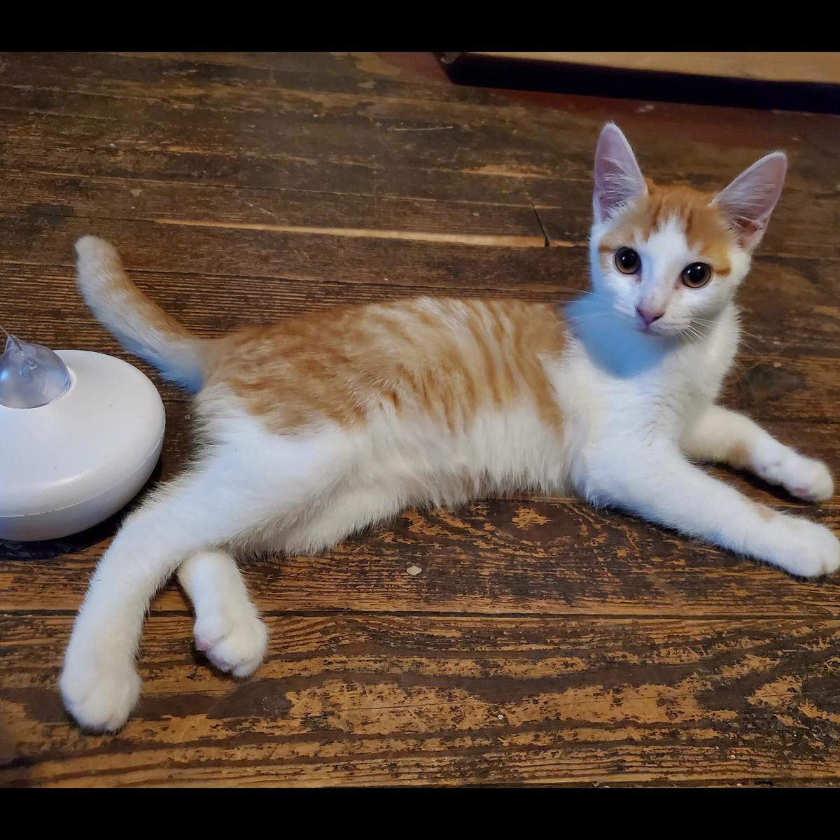 Isnochys, a ADOPTABLE Domestic Short Hair in Maple Shade, NJ image 2/2