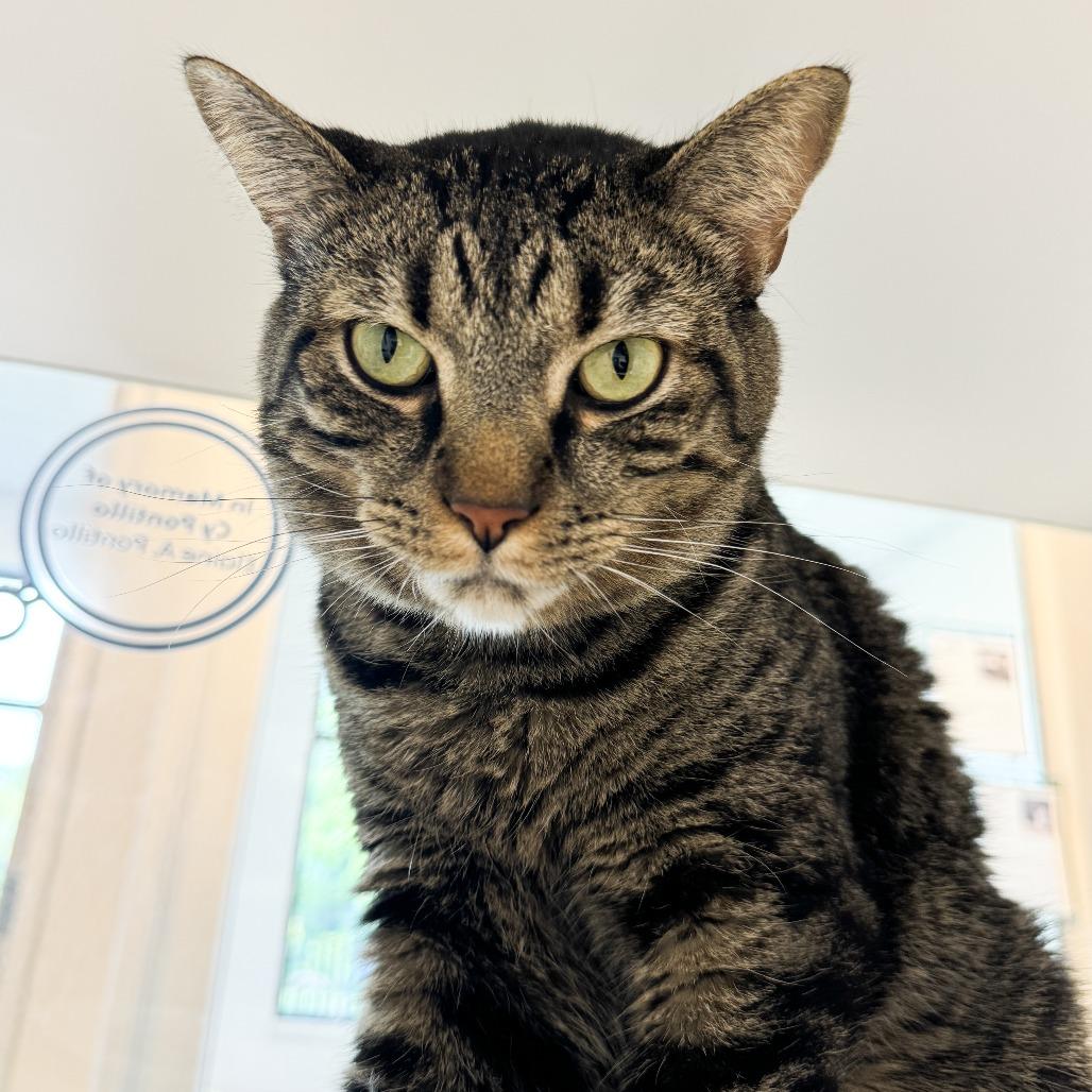 Enlarge Pickles, a Adoptable mixed breed in Fort Wayne, IN image 3/6