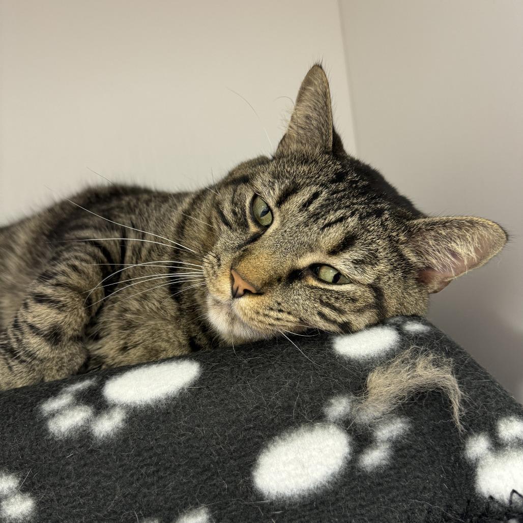 Enlarge Pickles, a Adoptable mixed breed in Fort Wayne, IN image 4/6
