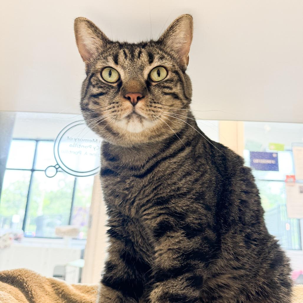 Enlarge Pickles, a Adoptable mixed breed in Fort Wayne, IN image 5/6