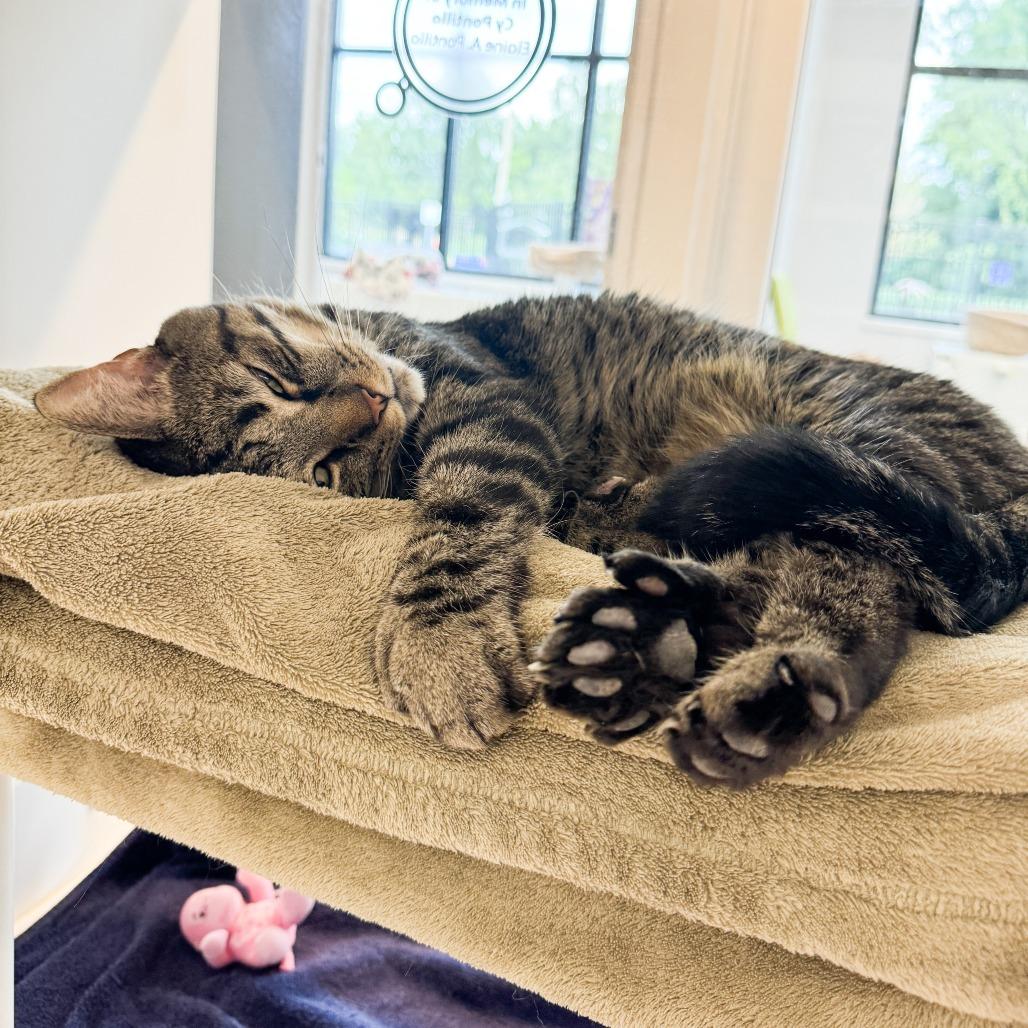 Enlarge Pickles, a Adoptable mixed breed in Fort Wayne, IN image 6/6