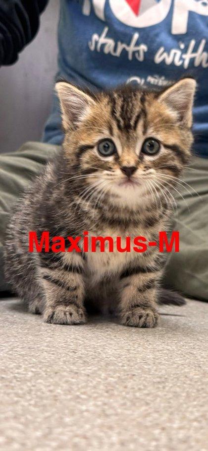 Enlarge Maximus, a Adoptable Domestic Short Hair in Guntersville, AL image 1/1