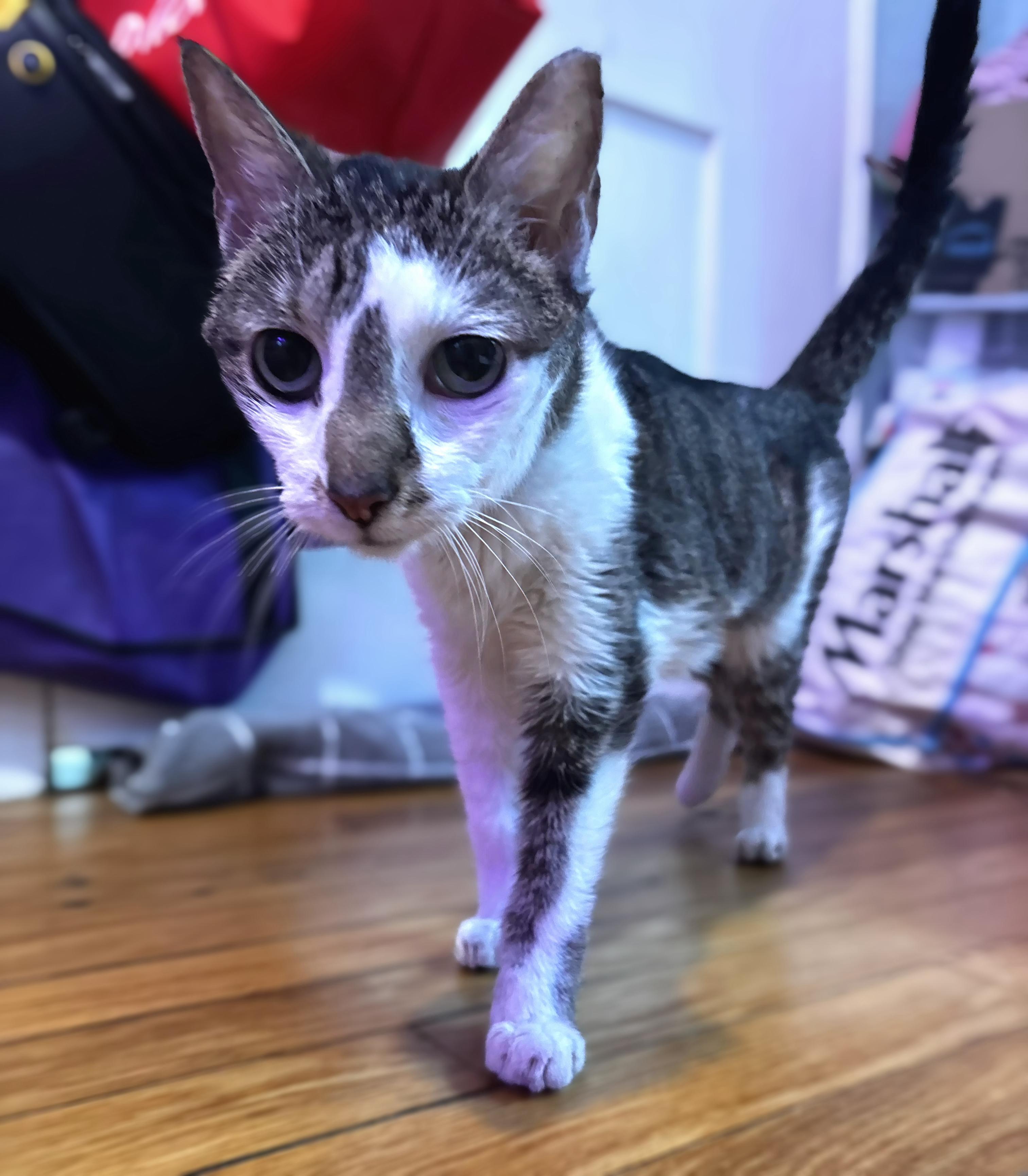 Misty - **in foster** eligible for "foster to adopt", a Adoptable mixed breed in Briarcliff Manor, NY image 3/4