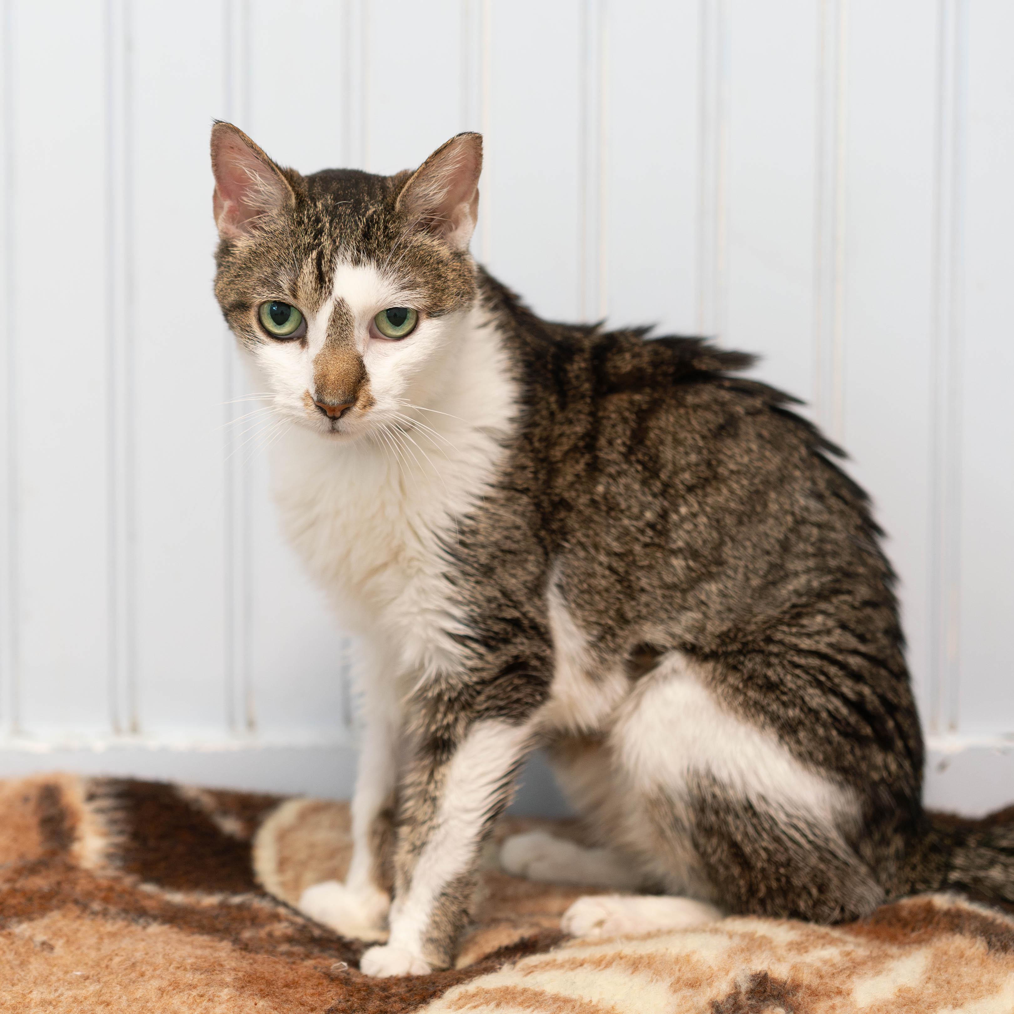 Misty - **in foster** eligible for "foster to adopt", a Adoptable mixed breed in Briarcliff Manor, NY image 2/4