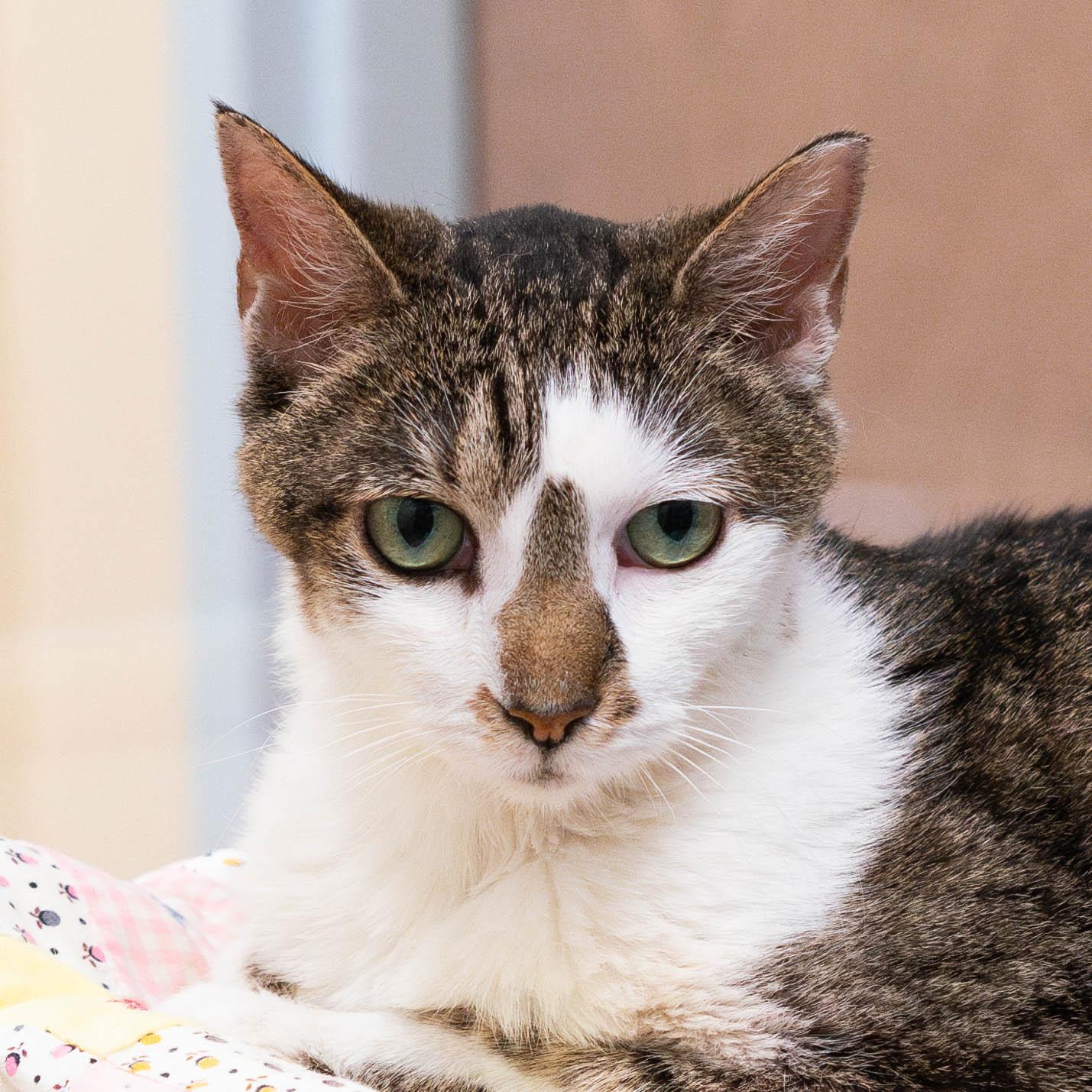 Misty - **in foster** eligible for "foster to adopt", Adoptable, Senior Female Tabby & Domestic Short Hair.