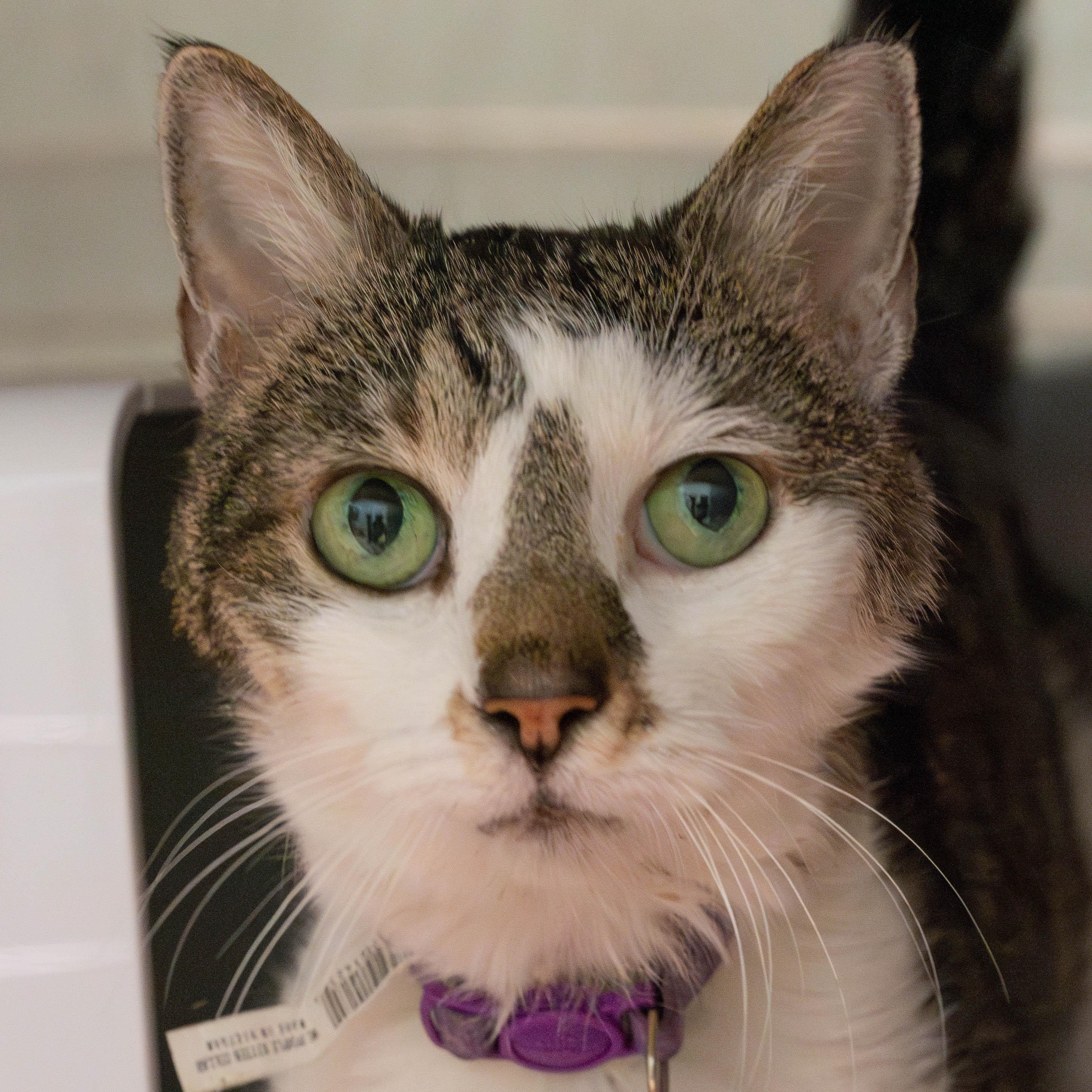 Misty - **in foster** eligible for "foster to adopt", a Adoptable mixed breed in Briarcliff Manor, NY image 4/4