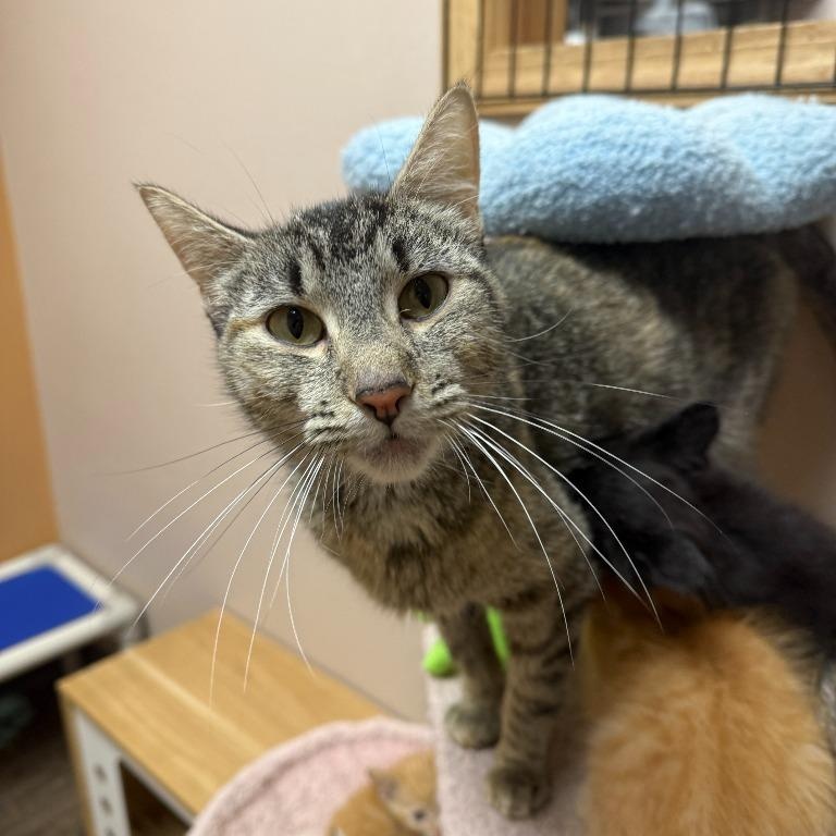 Nicely, Adoptable, Adult Female Domestic Short Hair.