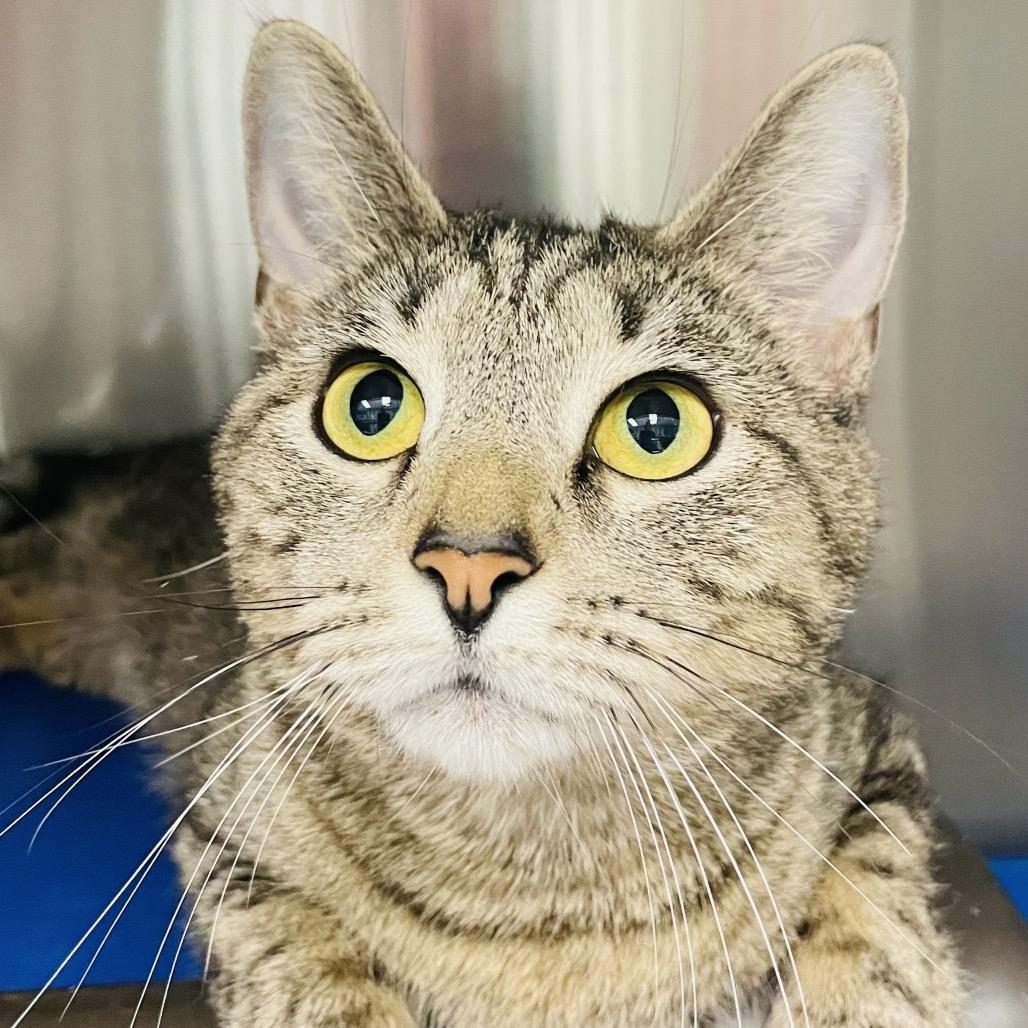 Tiana, Adoptable, Adult Female Domestic Short Hair.