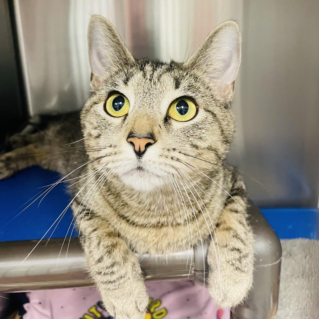 Tiana, a Adoptable Domestic Short Hair in Columbia Station, OH image 2/4