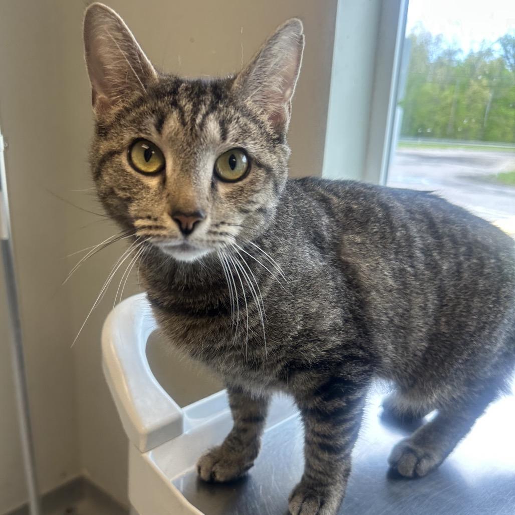 Tiana, a Adoptable Domestic Short Hair in Columbia Station, OH image 3/4