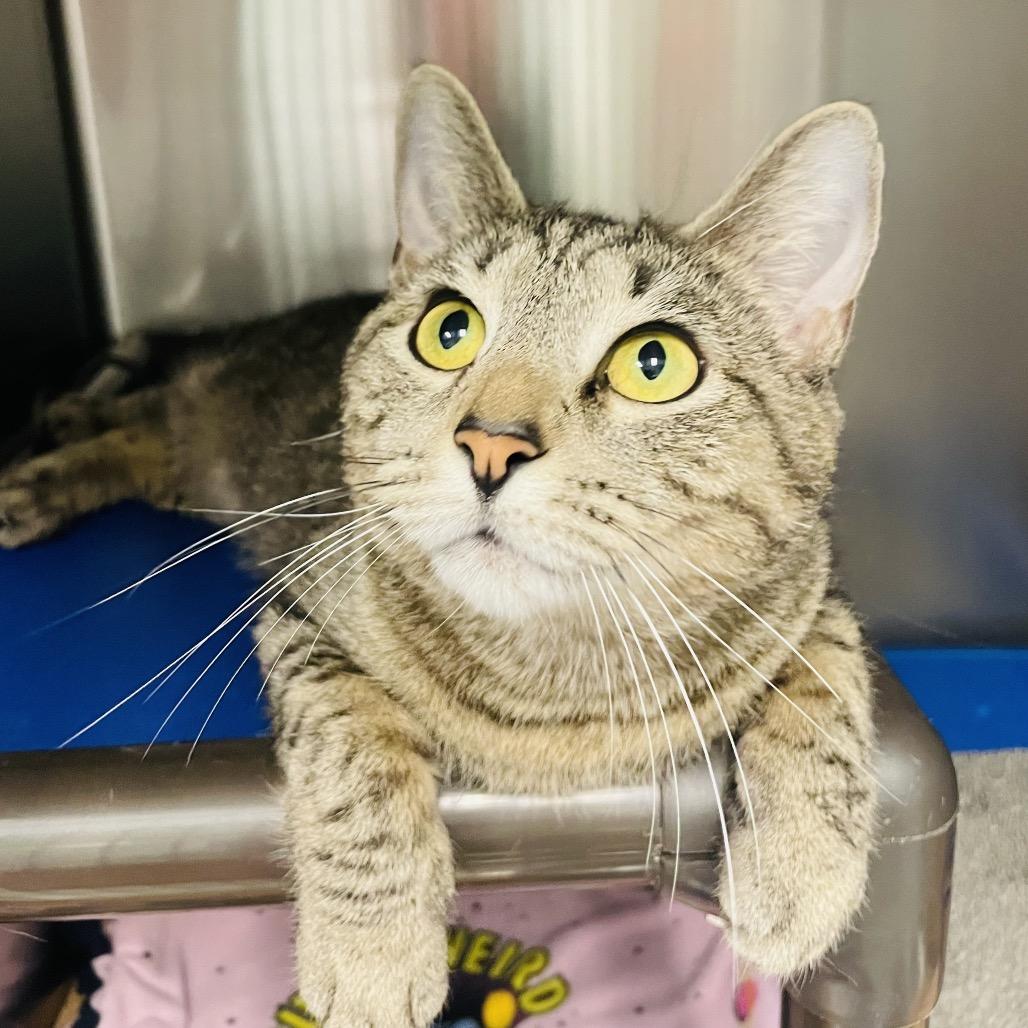 Tiana, a Adoptable Domestic Short Hair in Columbia Station, OH image 4/4