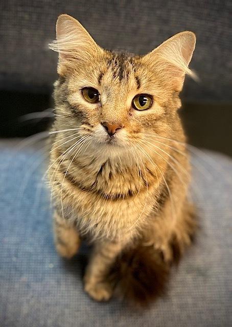 Gwen, Adoptable, Adult Female Domestic Medium Hair.
