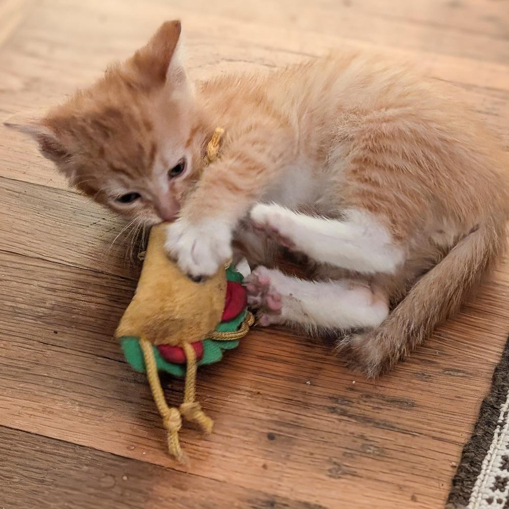 Enlarge Sean, a Adoptable Tabby in Pinole, CA image 2/4