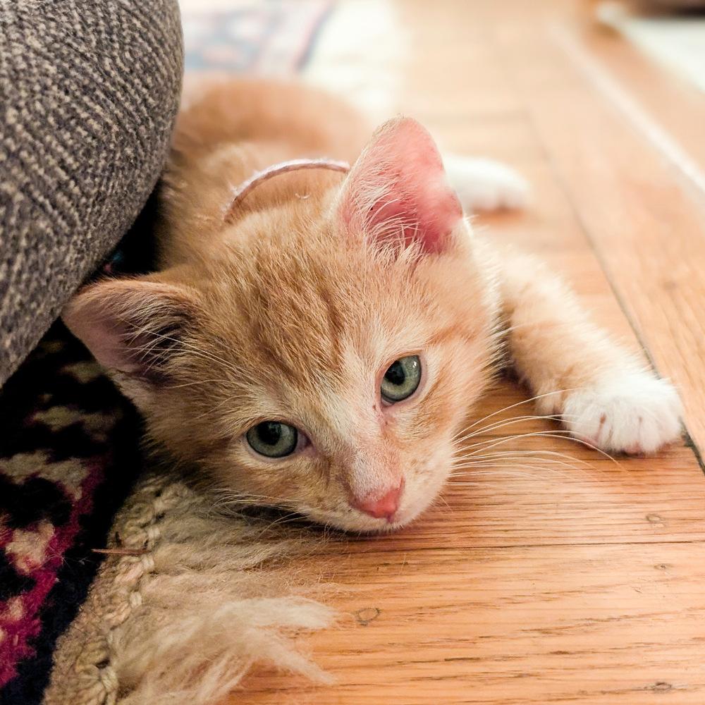 Enlarge Sean, a Adoptable Tabby in Pinole, CA image 3/4