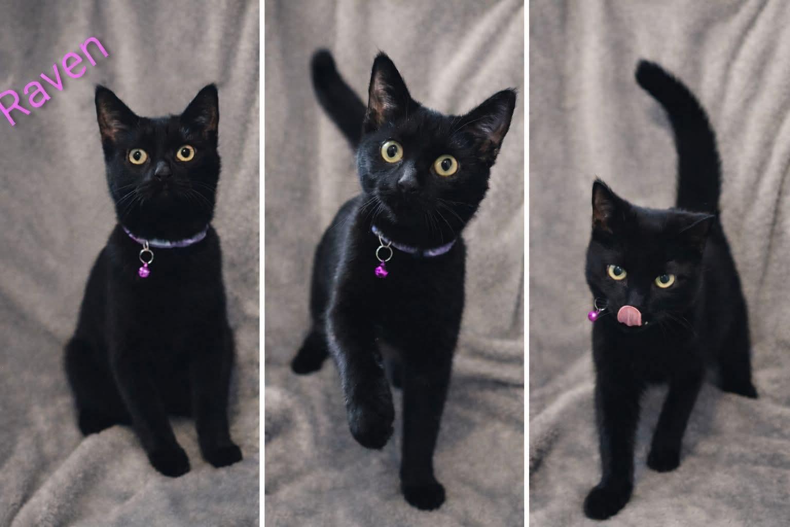 Enlarge Raven, a Adoptable Domestic Short Hair in Quincy, OH image 1/1