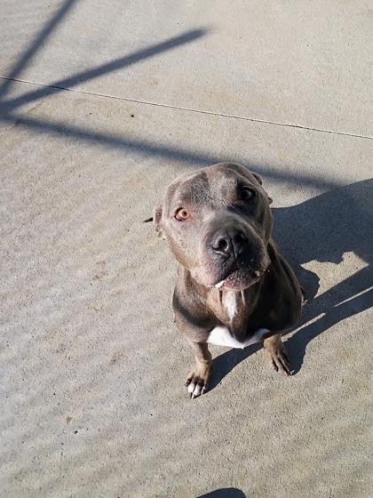 Norris, Adoptable, Adult Male Mixed Breed & Mixed Breed.