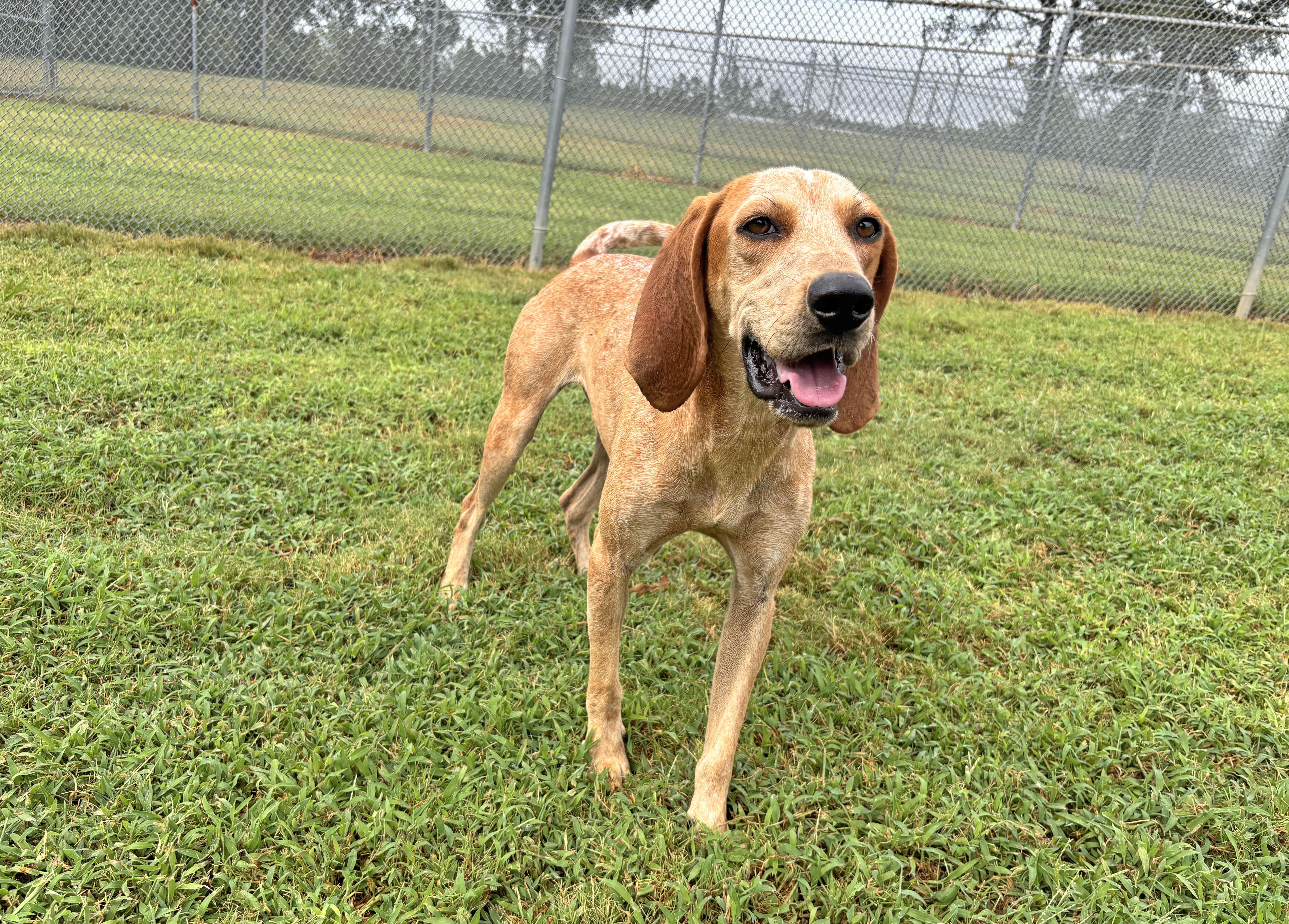 Enlarge Viva, a Adoptable English Coonhound in Savannah, TN image 2/3