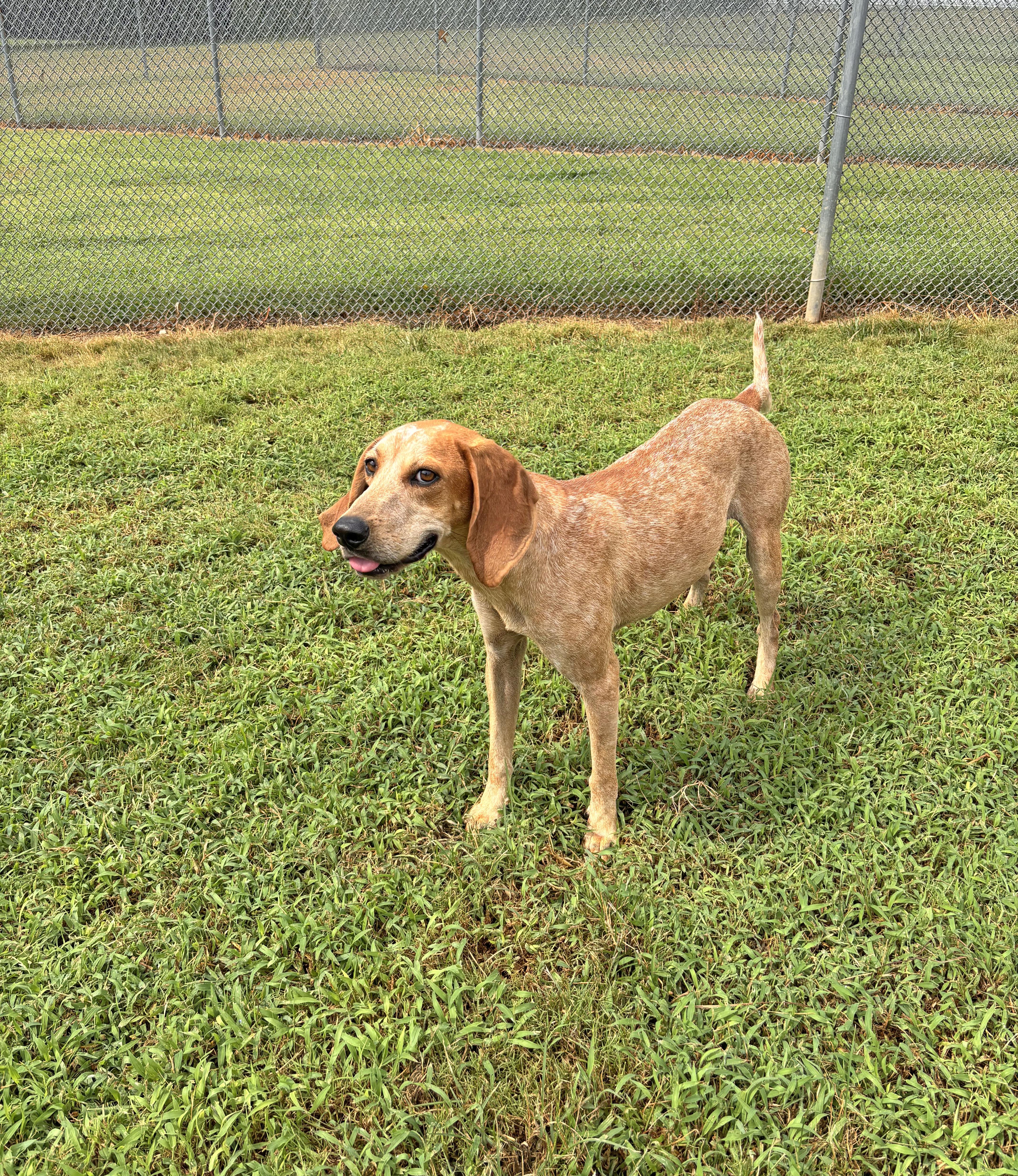 Viva, Adoptable, Adult Female English Coonhound.