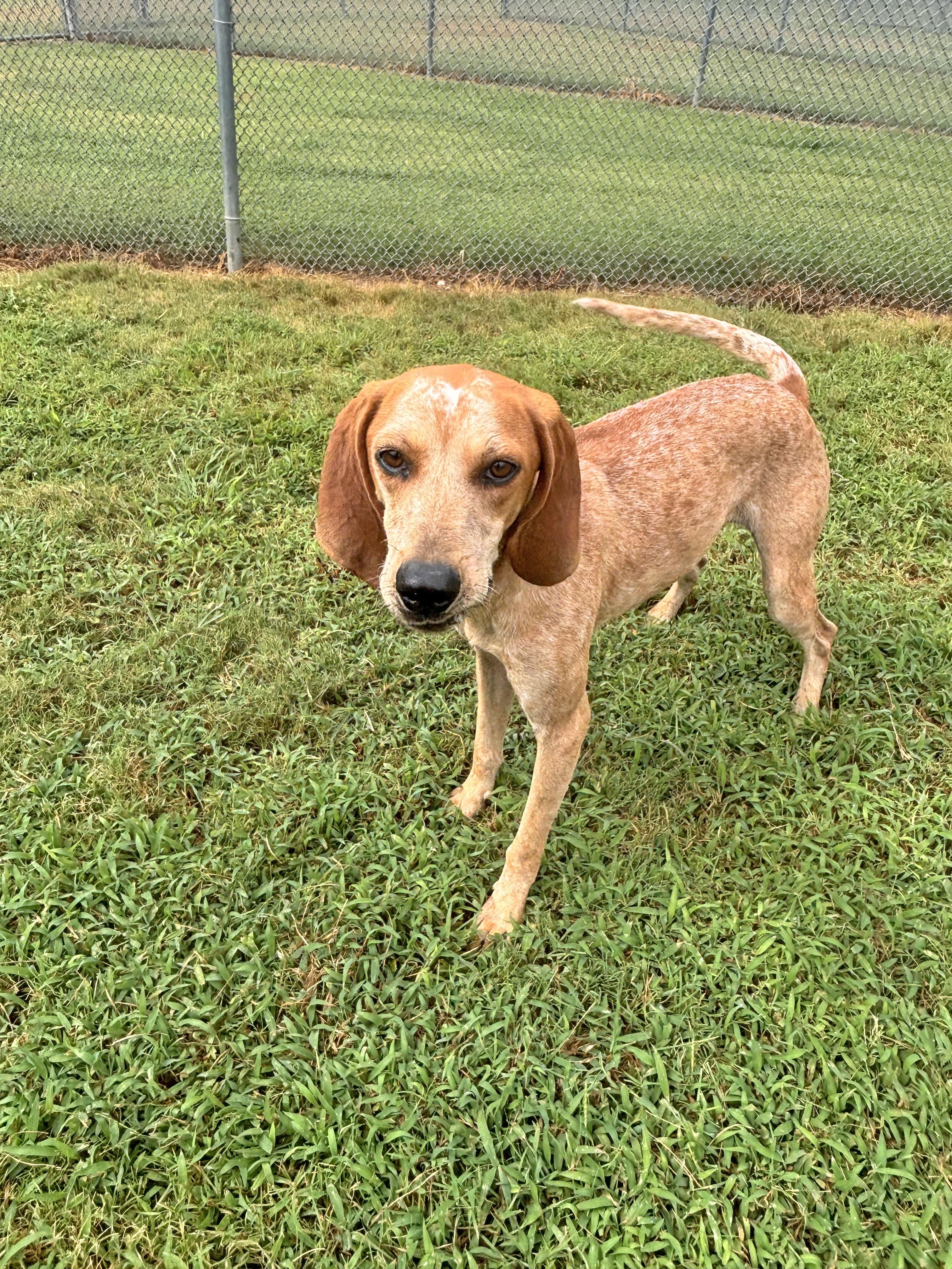 Enlarge Viva, a Adoptable English Coonhound in Savannah, TN image 3/3