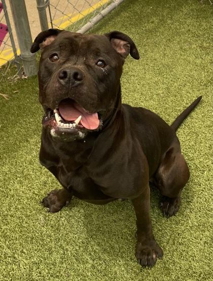 Jaquan `JD` Darnell, Adoptable, Adult Male Mixed Breed & Mixed Breed.
