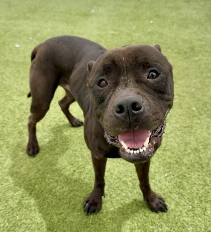 Jaquan `JD` Darnell, Adoptable, Adult Male Mixed Breed & Mixed Breed.