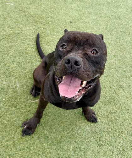 Jaquan `JD` Darnell, a Adoptable mixed breed in Fort Worth, TX image 2/3