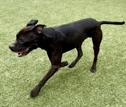 Jaquan `JD` Darnell, a Adoptable mixed breed in Fort Worth, TX image 2/3