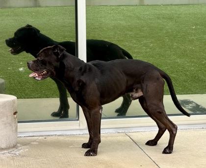 Jaquan `JD` Darnell, a Adoptable mixed breed in Fort Worth, TX image 3/3