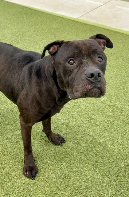 Jaquan `JD` Darnell, a Adoptable mixed breed in Fort Worth, TX image 3/3