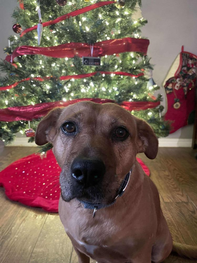 Enlarge Moochie, a Adoptable mixed breed in Milton, FL image 2/6