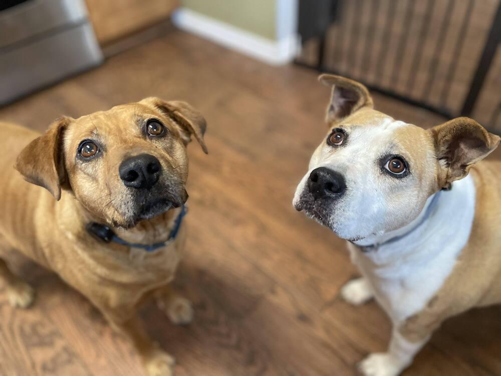 Enlarge Moochie, a Adoptable mixed breed in Milton, FL image 5/6