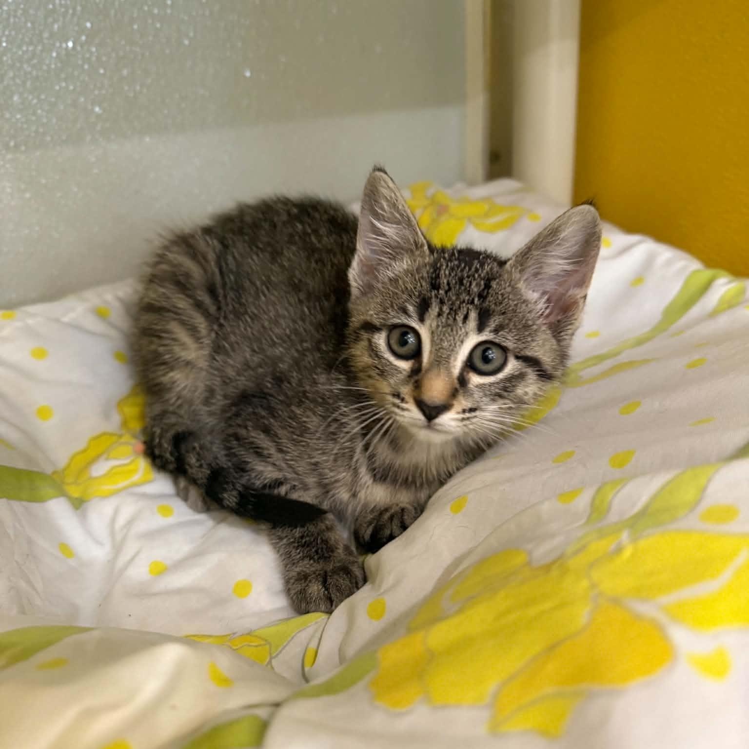 Enlarge Alexie, a Adoptable mixed breed in Penn Yan, NY image 4/6
