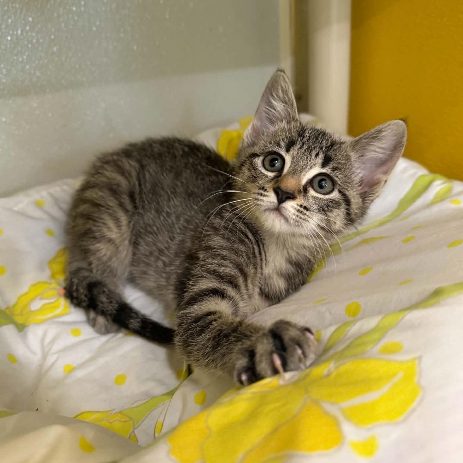 Alexie, Adoptable, Kitten Female Domestic Short Hair & Tabby.