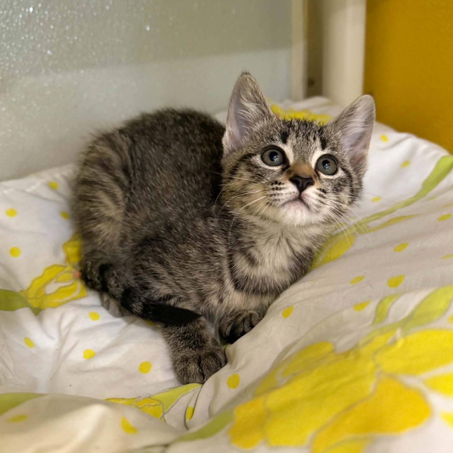 Enlarge Alexie, a Adoptable mixed breed in Penn Yan, NY image 2/6