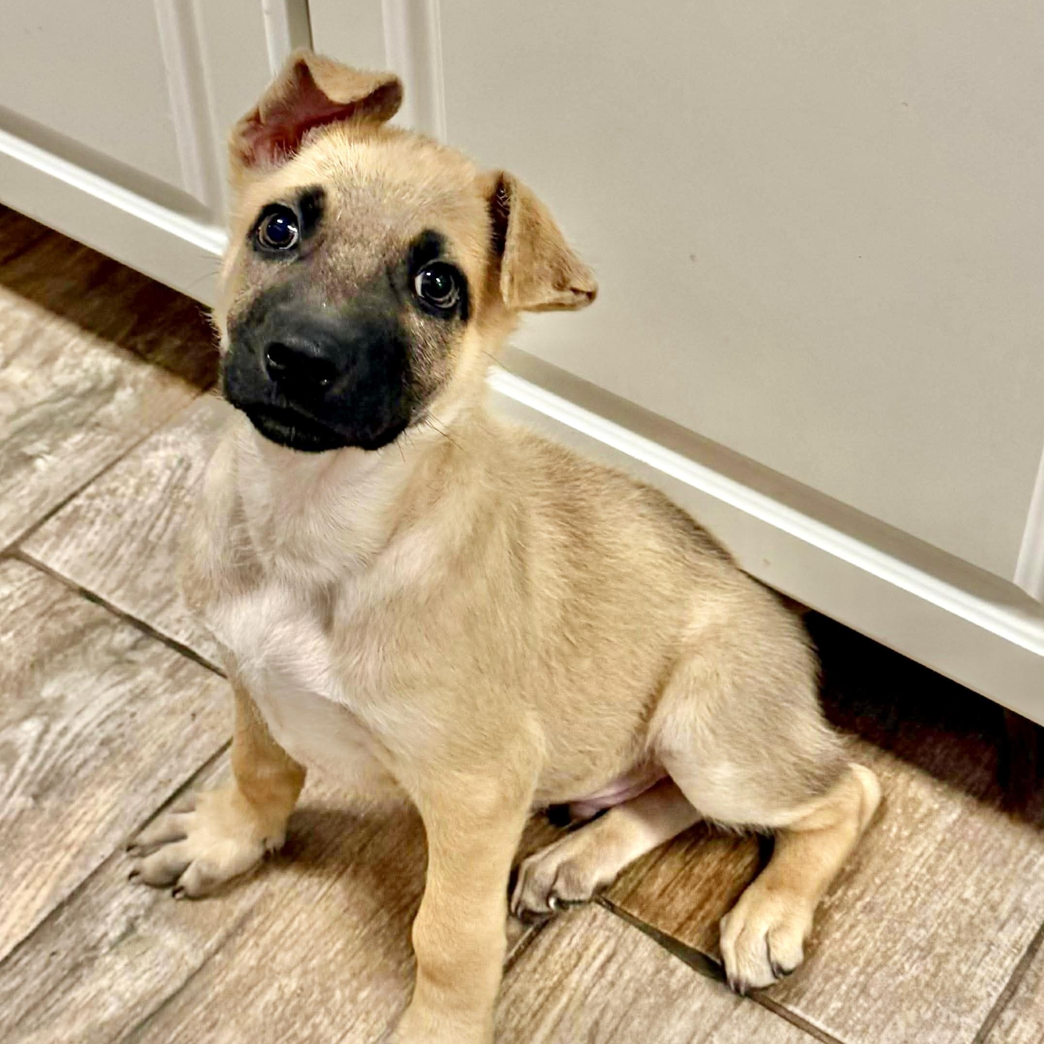 Enlarge Carlitos , a Adoptable Anatolian Shepherd in DeWitt, NY image 5/6