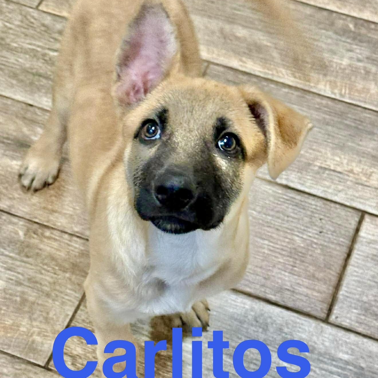 Enlarge Carlitos , a Adoptable Anatolian Shepherd in DeWitt, NY image 6/6