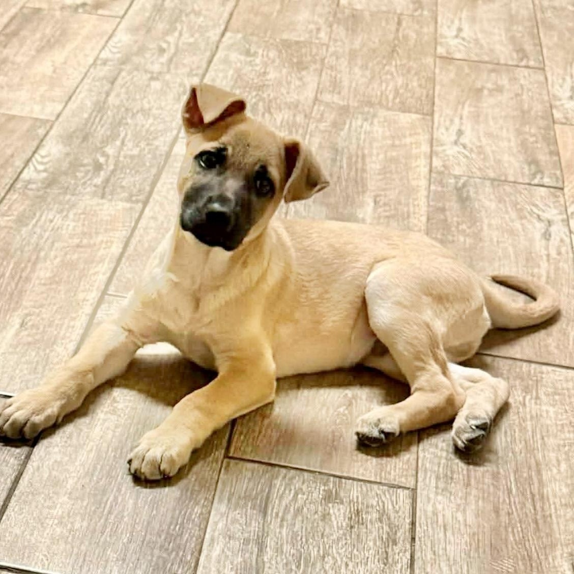 Enlarge Carlitos , a Adoptable Anatolian Shepherd in DeWitt, NY image 4/6