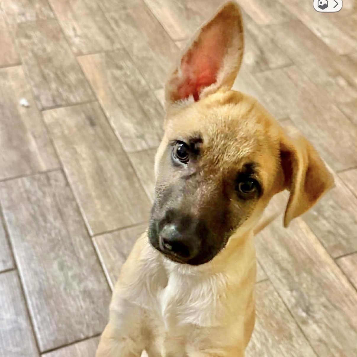 Enlarge Carlitos , a Adoptable Anatolian Shepherd in DeWitt, NY image 3/6